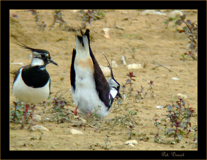 Northern Lapwing