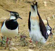 Northern Lapwing