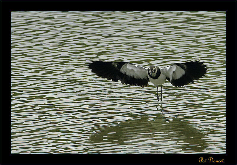 Northern Lapwing