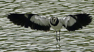 Northern Lapwing