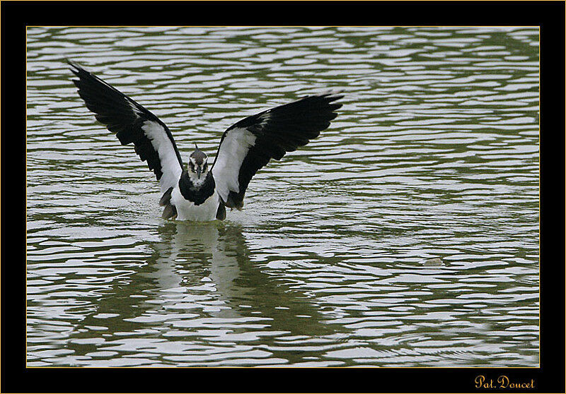 Northern Lapwing