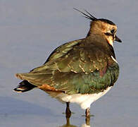 Northern Lapwing