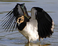 Northern Lapwing