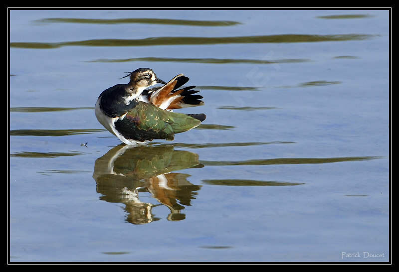 Northern Lapwing