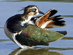 Northern Lapwing