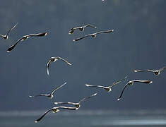 Northern Lapwing