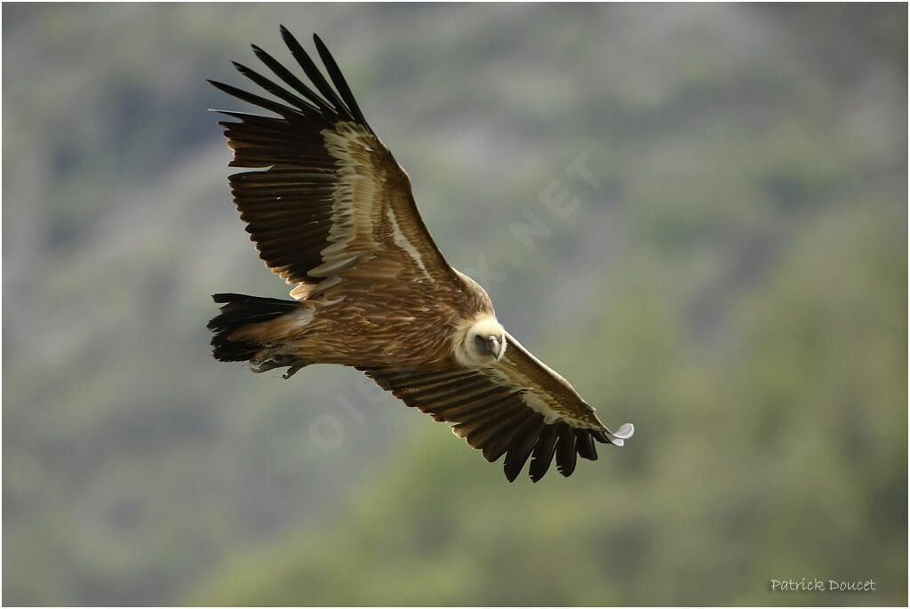 Griffon Vulture