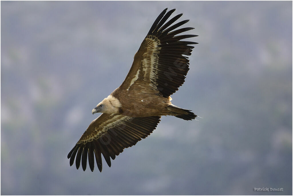 Griffon Vulture