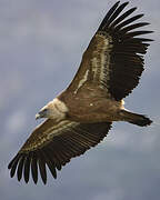 Griffon Vulture