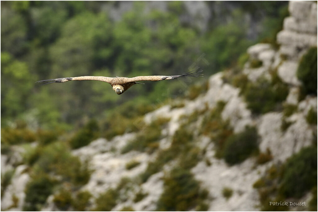 Griffon Vulture