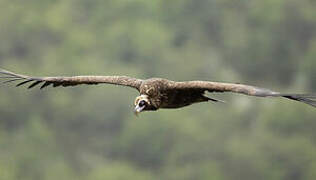 Cinereous Vulture