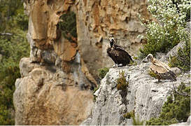 Cinereous Vulture