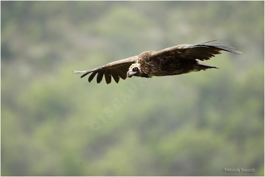 Cinereous Vulture