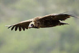 Cinereous Vulture