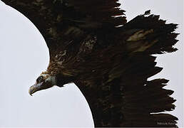 Cinereous Vulture