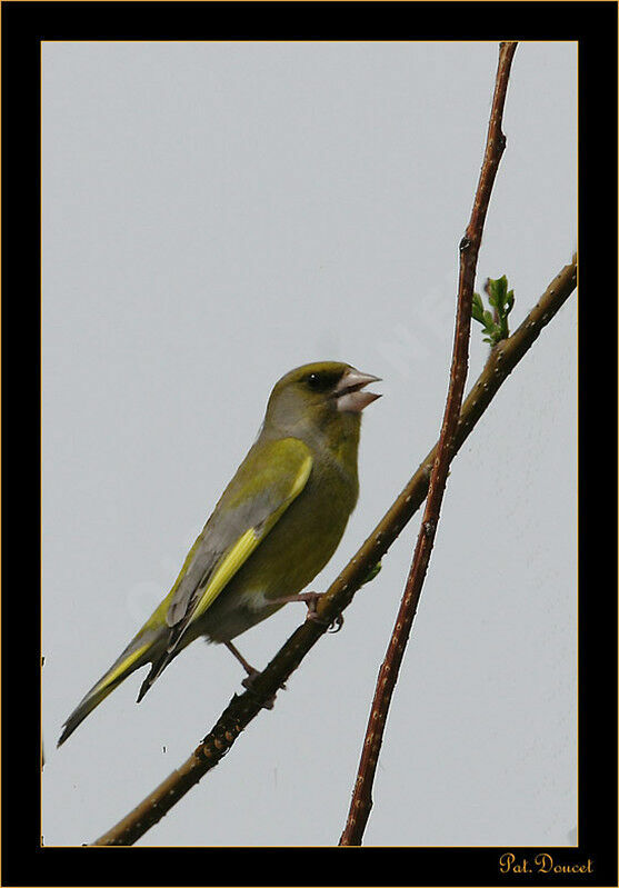 European Greenfinch