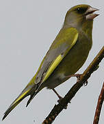 European Greenfinch