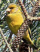 European Greenfinch