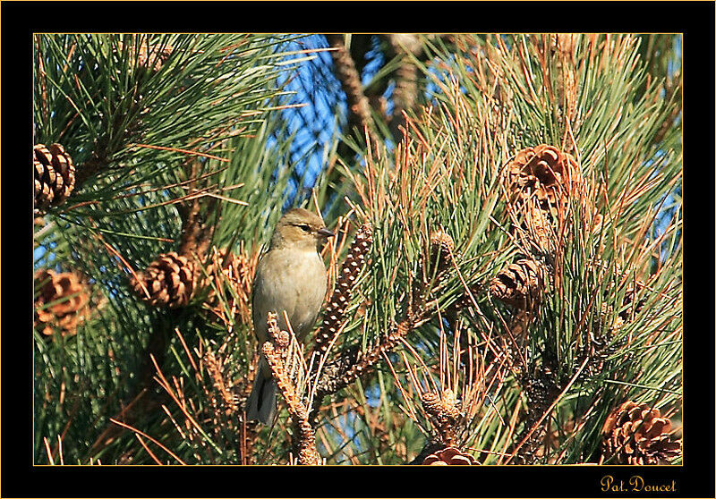 European Greenfinch female