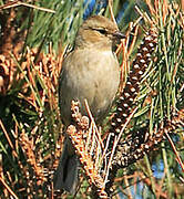 European Greenfinch