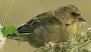 European Greenfinch