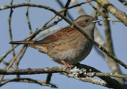 Dunnock