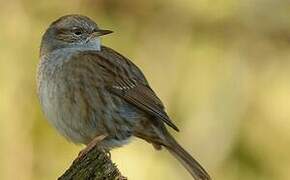 Dunnock