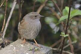 Dunnock