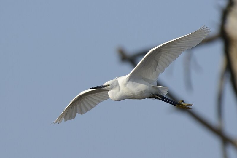 Little Egretadult post breeding, Flight