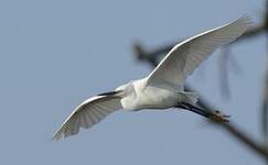 Aigrette garzette