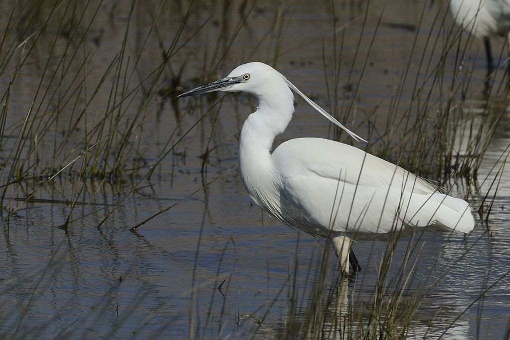 Aigrette garzetteadulte internuptial