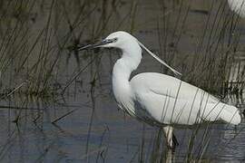 Little Egret