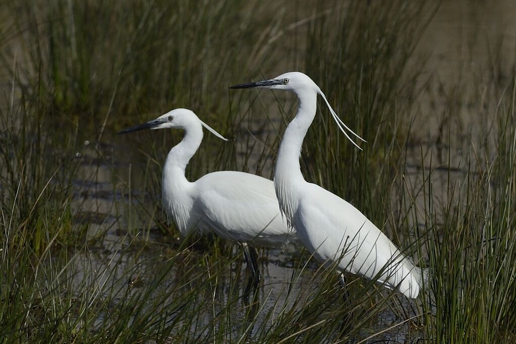 Little Egretadult post breeding