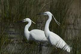 Little Egret