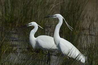 Aigrette garzette