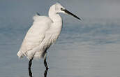 Aigrette garzette