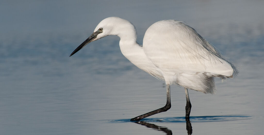 Aigrette garzetteadulte, pêche/chasse