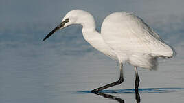 Aigrette garzette