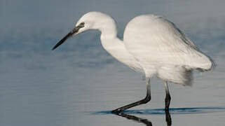 Little Egret