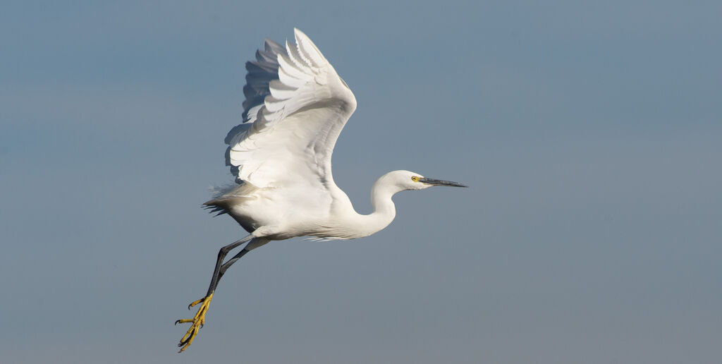 Little Egretadult, Flight