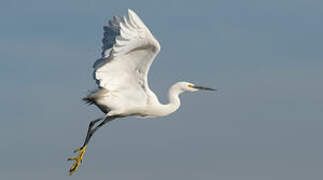 Little Egret