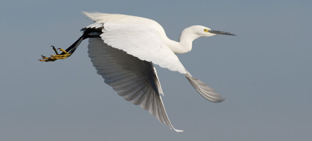 Little Egretadult, Flight