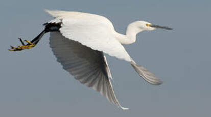 Aigrette garzette