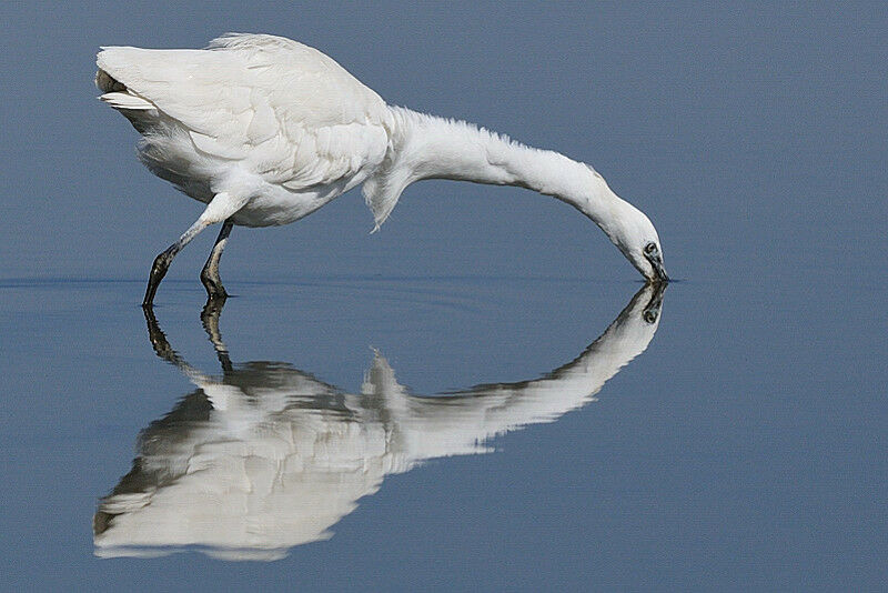 Little Egret