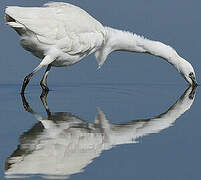 Little Egret