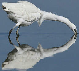 Aigrette garzette