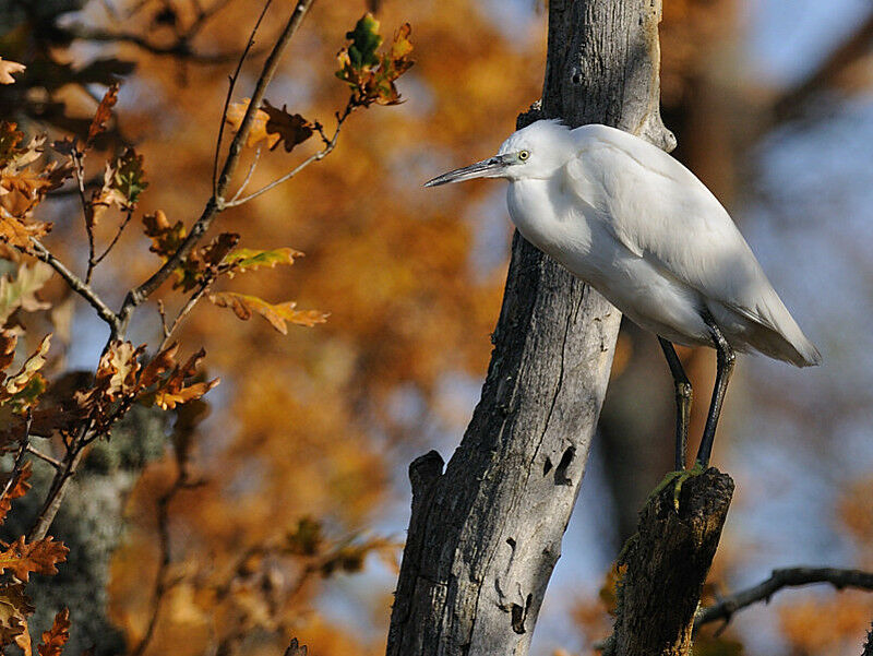 Aigrette garzette