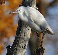 Little Egret