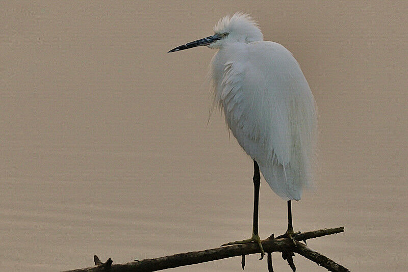 Aigrette garzetteadulte