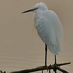 Aigrette garzette